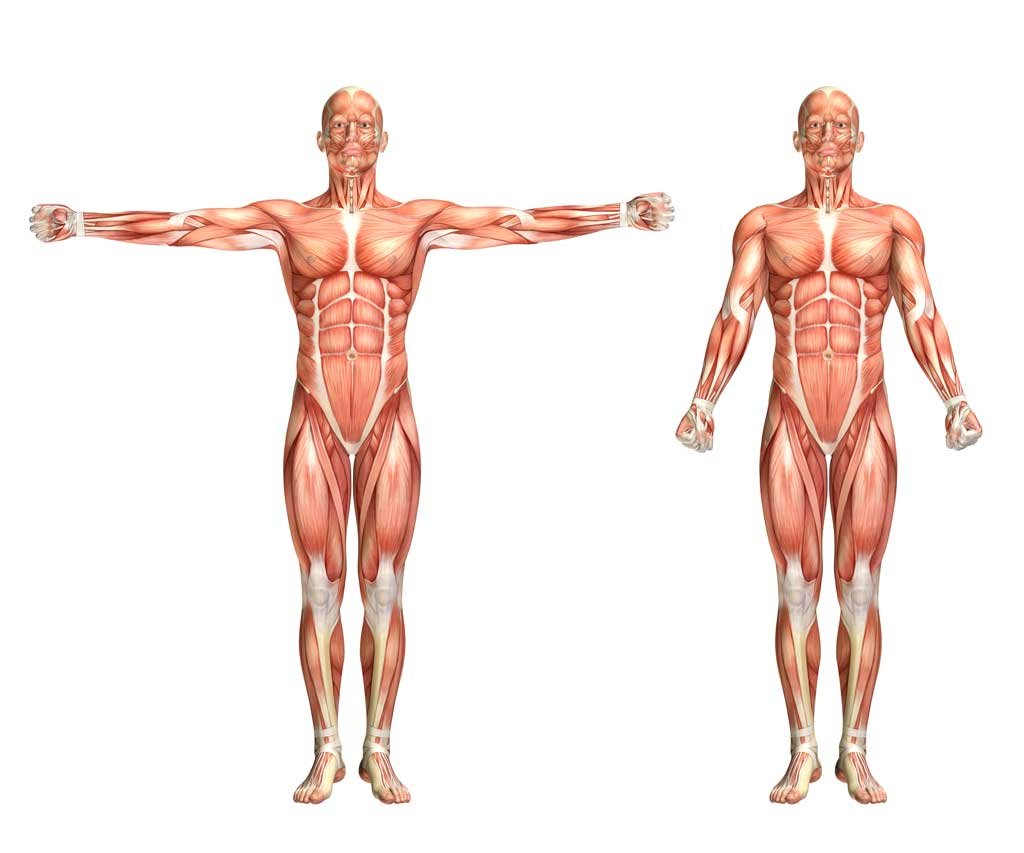 Como o músculo cresce? 1 musculo